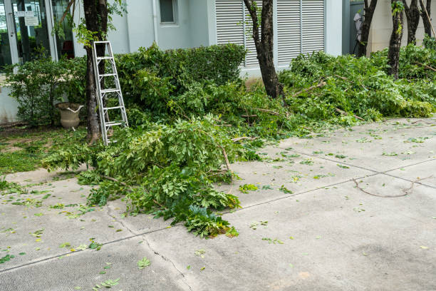 How Our Tree Care Process Works  in  Tolar, TX